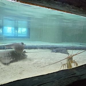 Shorelines - Rays and lobster