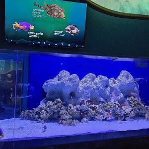 Shorelines - Former lobster tank