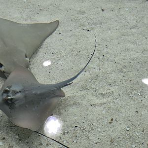 Shorelines - ray touch tank bluespotted or Kuhl’s maskray (Neotrygon kuhlii)