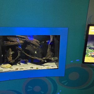 MORPH'D - Pearl Gourami and Chili rasbora