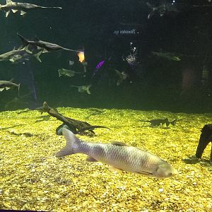 MORPH'D -  American paddlefish and carp