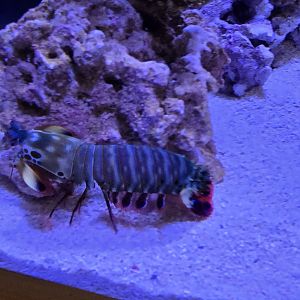 Reef Secrets - Peacock mantis shrimp