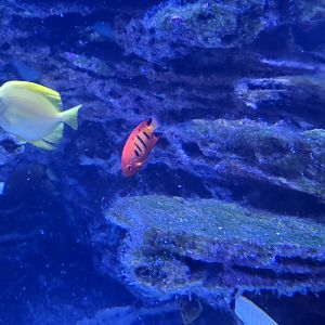 Reef Secrets -  Yellow tang, flame angelfish