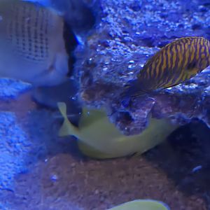 Reef Secrets - Millletseed butterflyfish, Potter's angelfish, Raccoon butterflyfish, yellow tang