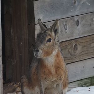 Patagonian Cavy