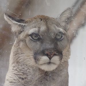 North American Cougar "Harper"