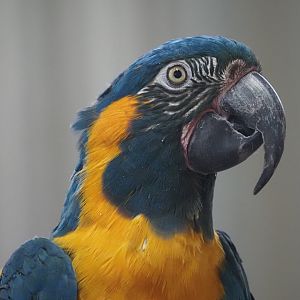 Blue-Throated Macaw "Misha"