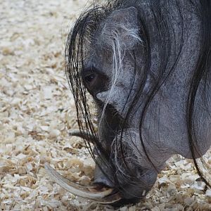 Common Warthog "Scooter"