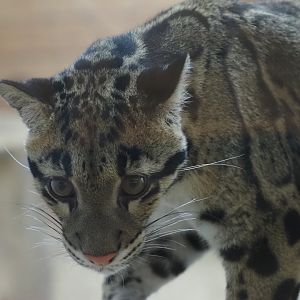Clouded Leopard "Kya" 1