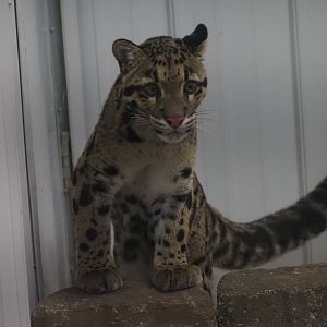 Clouded Leopard "Kya" 2