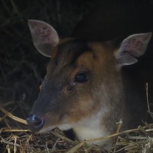 Reeve's Muntjac 1