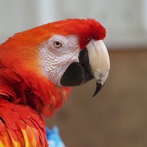 Scarlet Macaw
