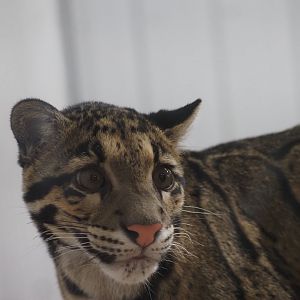 Clouded Leopard "Kya" 3