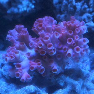Orange cup coral (Tubastraea coccinea) - Suraloka Interactive Zoo