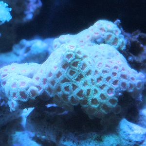 Larger star coral (Favites pentagona) - Suraloka Interactive Zoo
