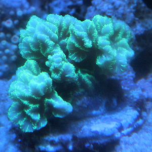 Crispy crust coral (Merulina ampliata) - Suraloka Interactive Zoo