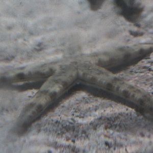 Sand sifting starfish (Astropecten polyacanthus) - Suraloka Interactive Zoo