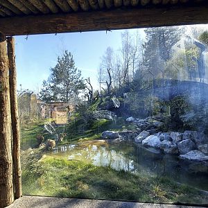 Panthera former Mongolian wolf enclosure former piano wire viewpoint