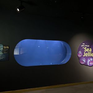 Living Coast- new Moon Jelly exhibit