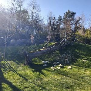 Panthera former Mongolian wolf enclosure main viewpoint view