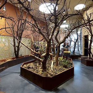 Panthera Insect Forest and big cat indoor holding and viewing and former asiatic lion indoors