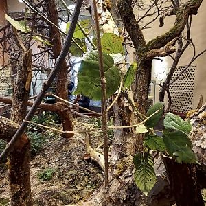 Insect Forest stick insect