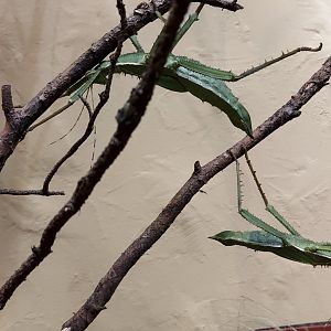 Insect Forest Malaysian stick insect