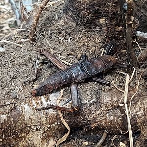 Insect Forest thorny devil stick insect