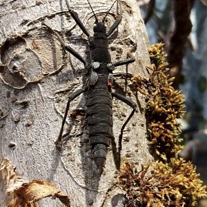 Insect Forest black beauty stick insect
