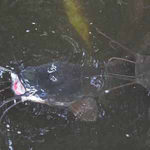 Walking catfish (Clarias batrachus) - Taman Konservasi Sato Loka