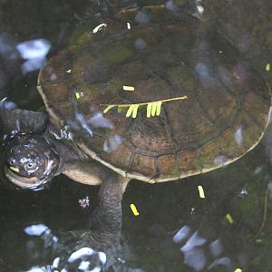 Schultze's snapping turtle (Elseya schultzei) - Taman Konservasi Sato Loka