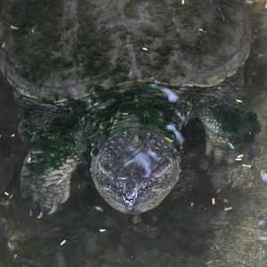 Common snapping turtle (Chelydra serpentina) - Taman Konservasi Sato Loka