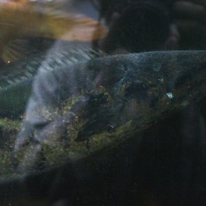 Forest snakehead (Channa lucius) - Taman Konservasi Sato Loka