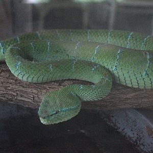 Bornean keeled green pit viper (Tropidolaemus subannulatus) - Taman Konservasi Sato Loka