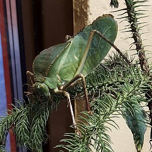 Insect Forest giant katydid