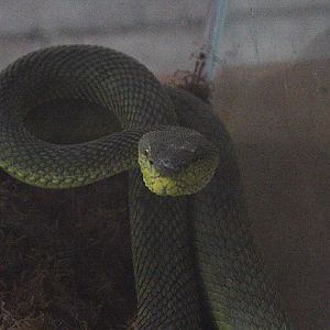Mangrove pit viper (Trimeresurus purpureomaculatus) - Taman Konservasi Sato Loka
