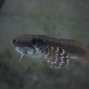 Ornate snakehead (Channa ornatipinnis) - Taman Konservasi Sato Loka