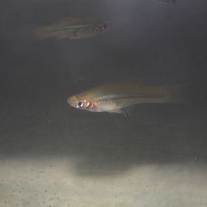 Green swordtail (Xiphophorus hellerii) - Taman Konservasi Sato Loka