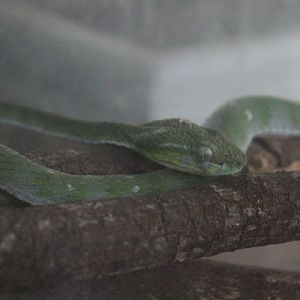 Hagen's pit viper (Trimeresurus hageni) - Taman Konservasi Sato Loka