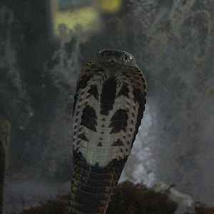 Sumatran spitting cobra (Naja sumatrana 'sumatrana') - Taman Konservasi Sato Loka