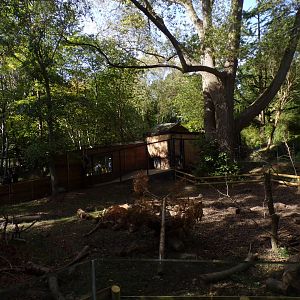 Red river hog enclosure 16.9.24