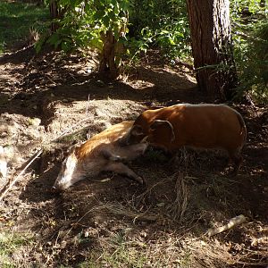 Red river hogs “Scott” and “Thomas” 16.9.24