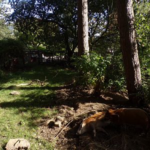 Red river hog enclosure 16.9.24