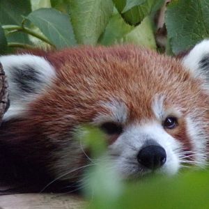 Red panda 16.9.24