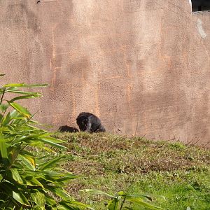 Could be an anti-zoo poster 16.9.24