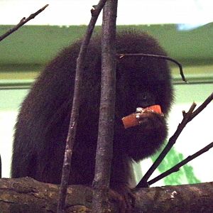 Coppery titi feeding 16.9.24