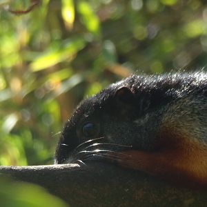 Prevost’s squirrel 16.9.24