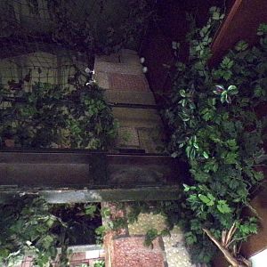 Overhead tunnels in magic forest 16.9.24