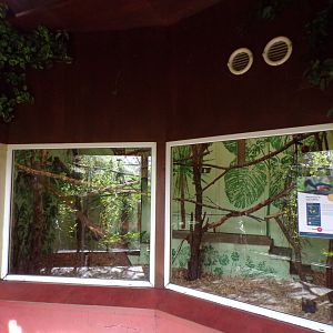 Prevost’s squirrel indoors 16.9.24