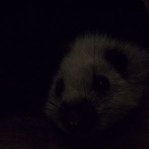 North Luzon goant cloud rat 16.9.24